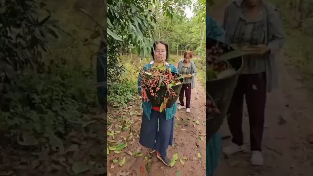 Harvesting Fruit In The Thai Countryside #fruit #thai #countryside #shorts #short