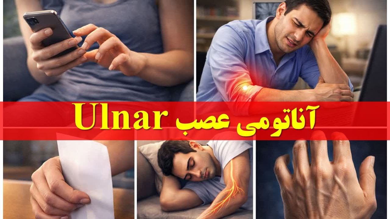آناتومی عصب اولنار | Clinical Anatomy of Ulnar Nerve & Ulnar Claw Hand
