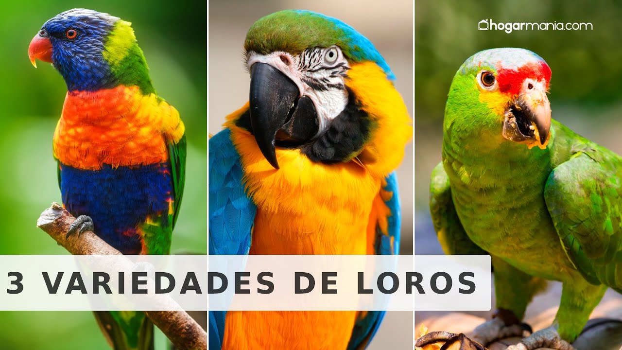 3 VARIEDADES de LOROS de ex&oacute;ticos y hermosos colores // Hogarmania