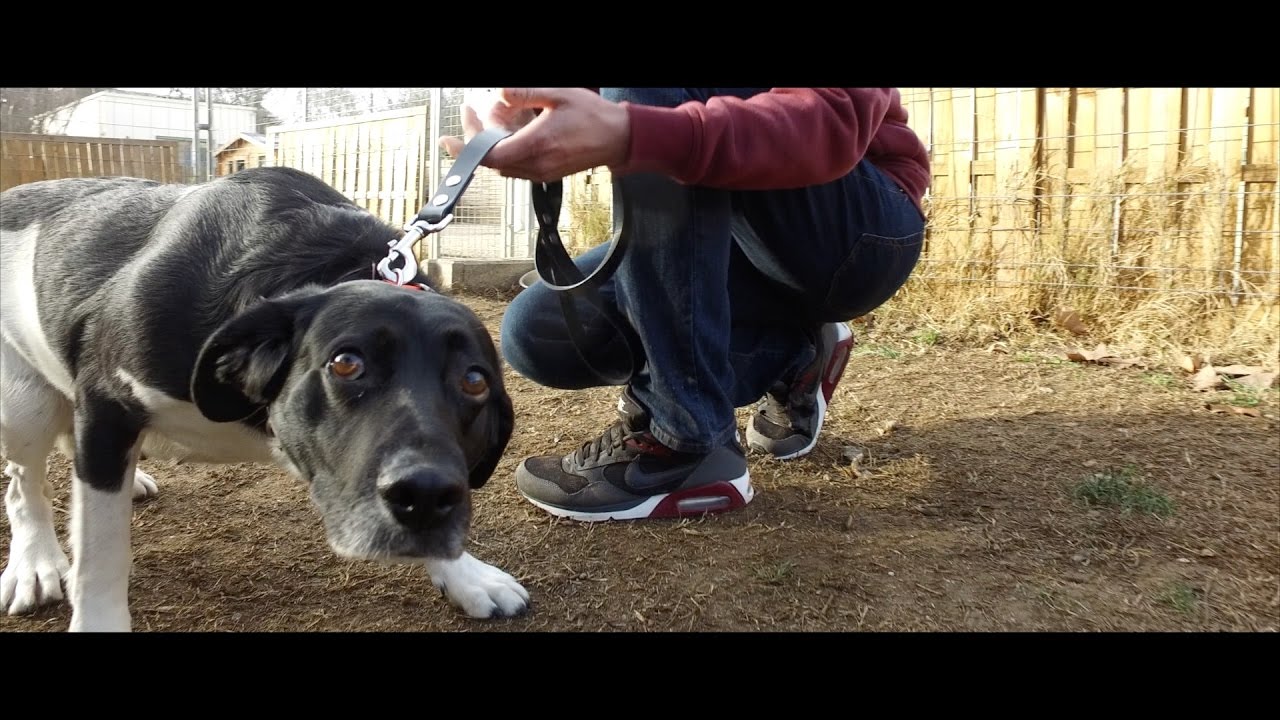 EDUCATION CANINE CHIEN TRÈS CRAINTIF / FORMATION SYM DOG 2017
