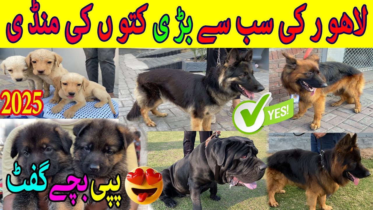 Lahore Dogs Ki Mandi Price Update 25 May 2025 | Pakistan Bird Market | Lahore| Islamabad | Karachi