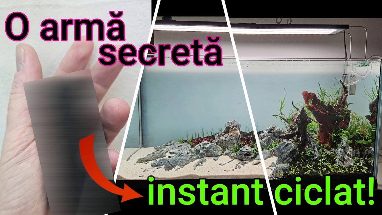 Cum ciclez RAPID un acvariu. O metodă SECRETĂ, GRATUITĂ