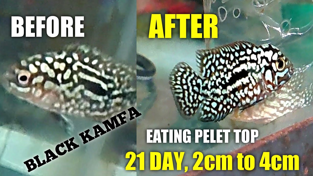 PROGRESS BLACK KAMFA 2CM-4CM DALAM TIGA MINGGU || BURAYAK LOUHAN KAMFA F2 ORI THAILAND.