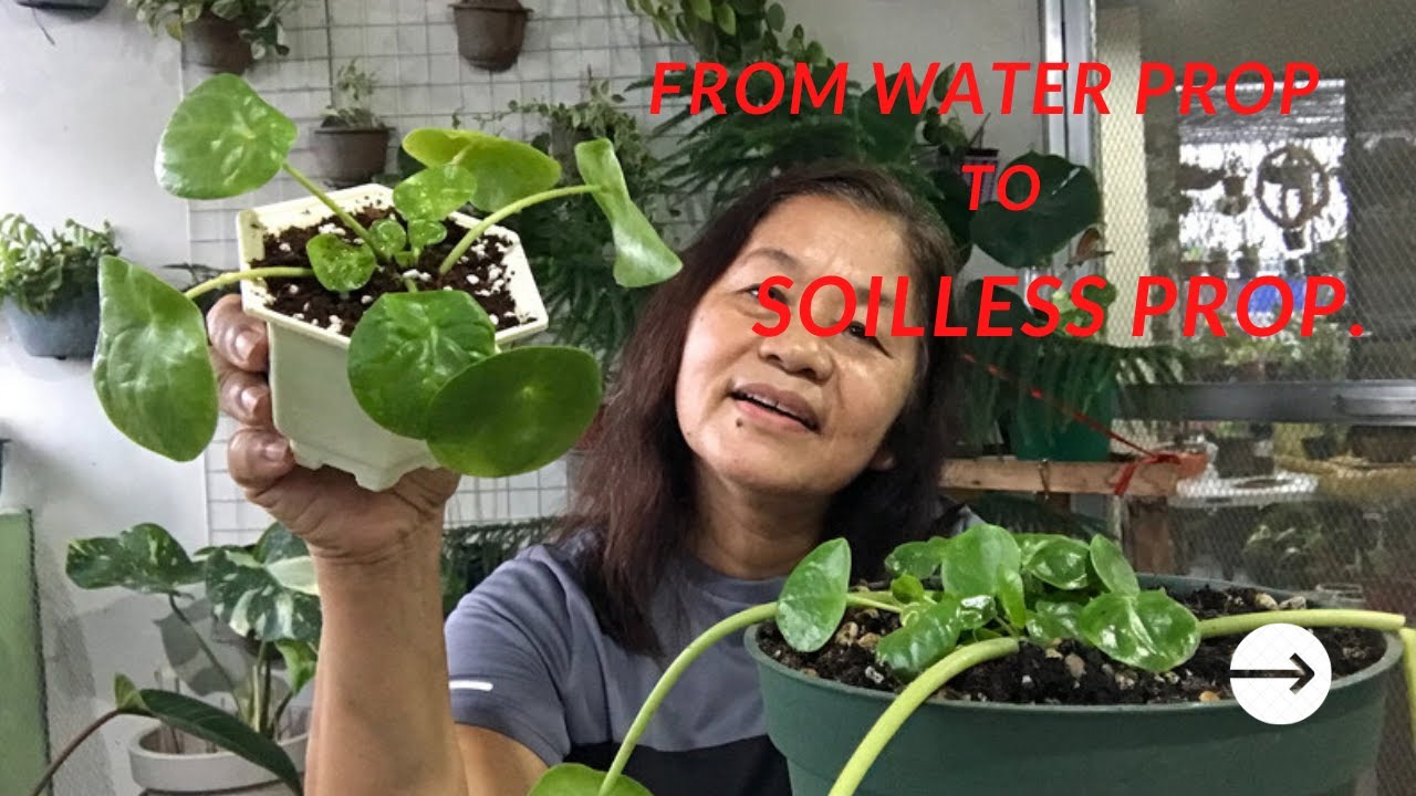 Pilea peperomioides | From water to soilless propagation @ Passion at60