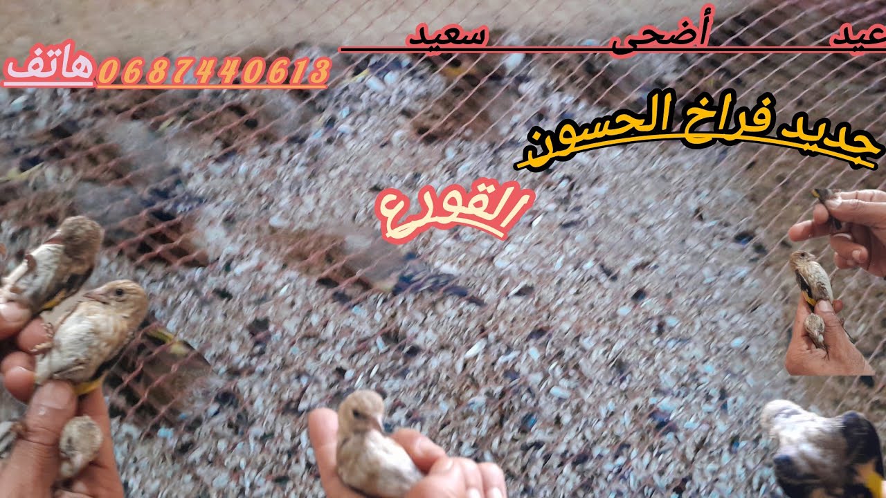 فيديوجديدزيارة المولوع عادل تعرف على أثمنة طائر حسون  زائدطفرات ومعلومات عاى هاد طائر  عيدمبارك سعيد