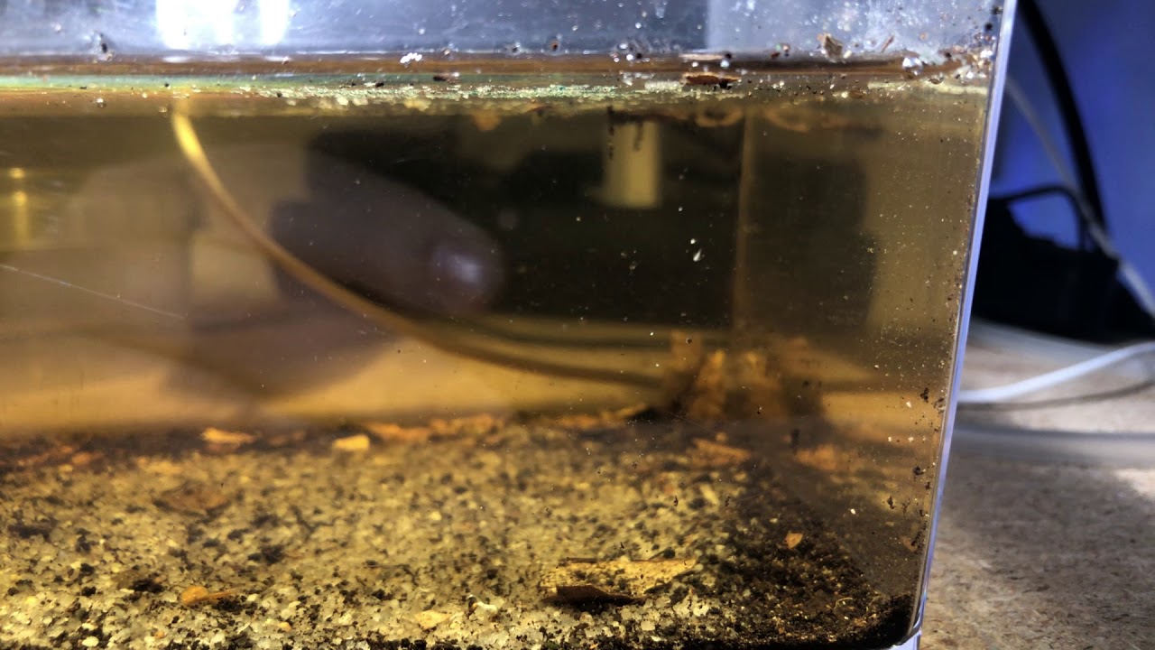Triops Nauplien nach dem Schlupf