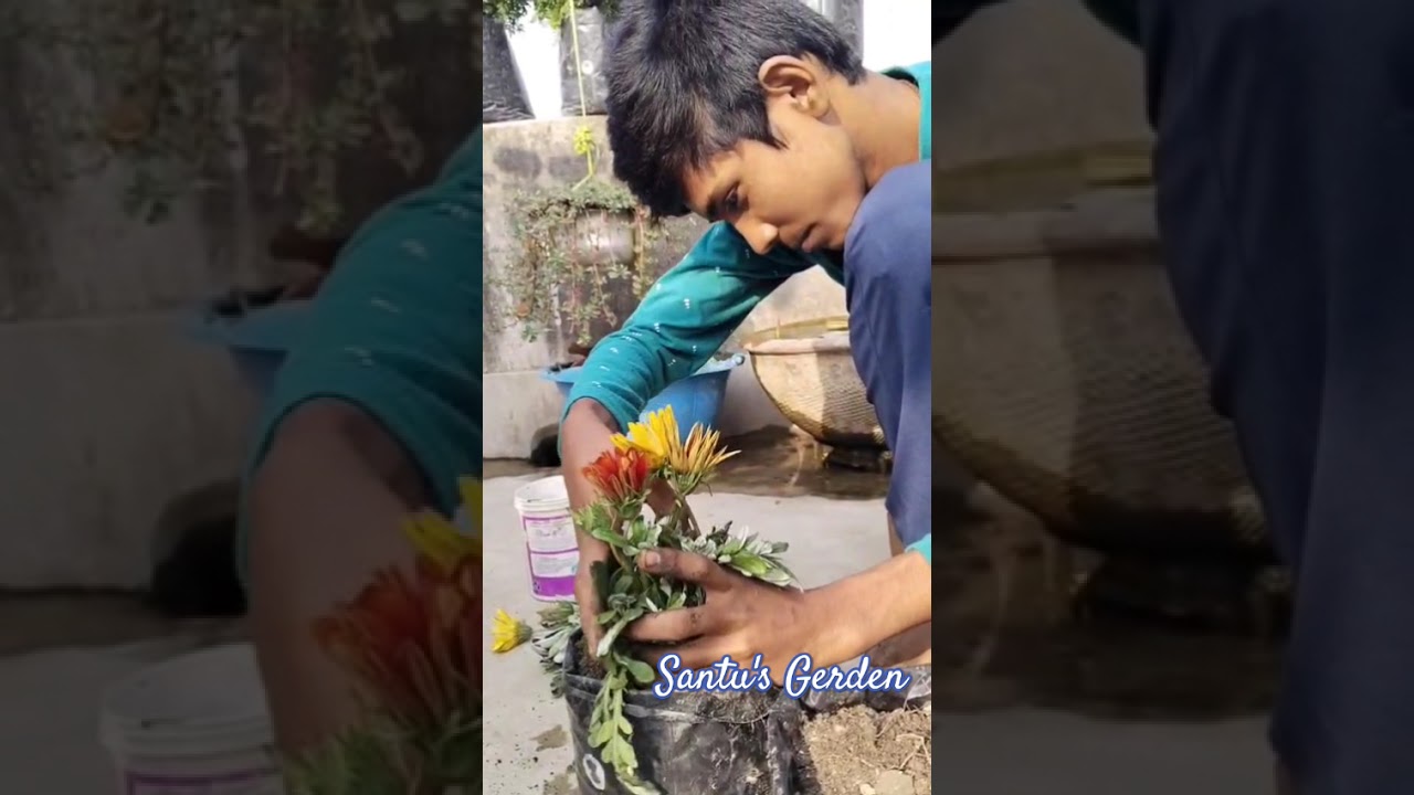 🙋ছাদ বাগানে কি তবে জংলি গাছ🌱 করলাম? 😮