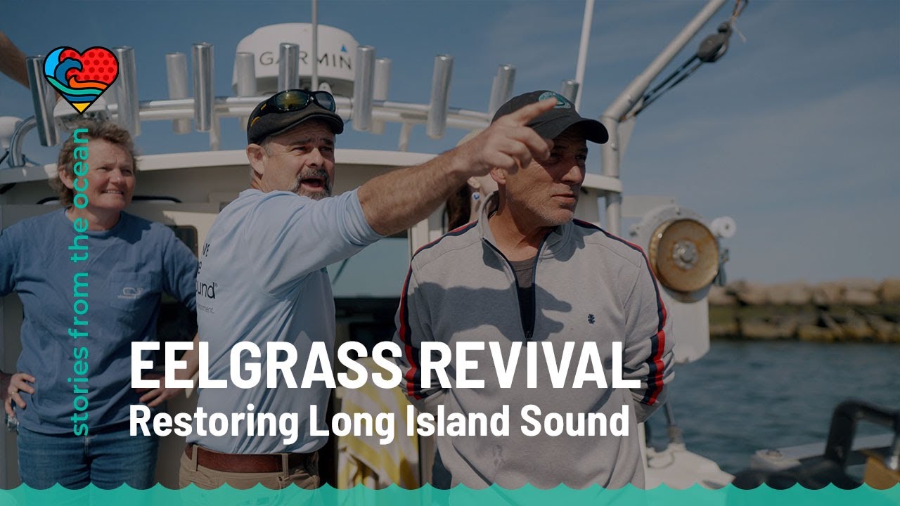 Eelgrass Revival: Science Meets Innovation in Long Island Sound