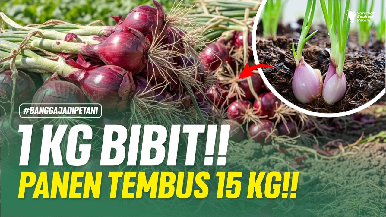 CARA BUDIDAYA BAWANG MERAH DI MUSIM HUJAN‼️PANEN 2 BULAN OMSET TEMBUS 40 JUTA‼️