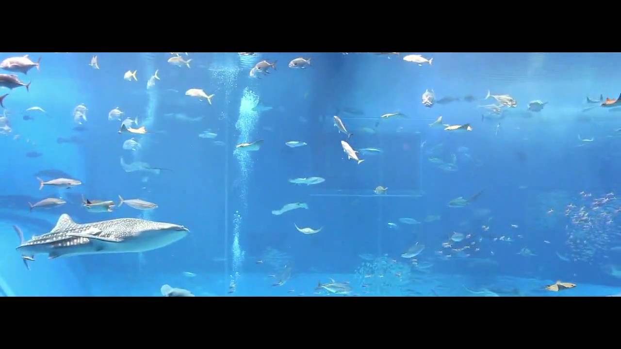 Okinawa.  Churaumi Aquarium 2010