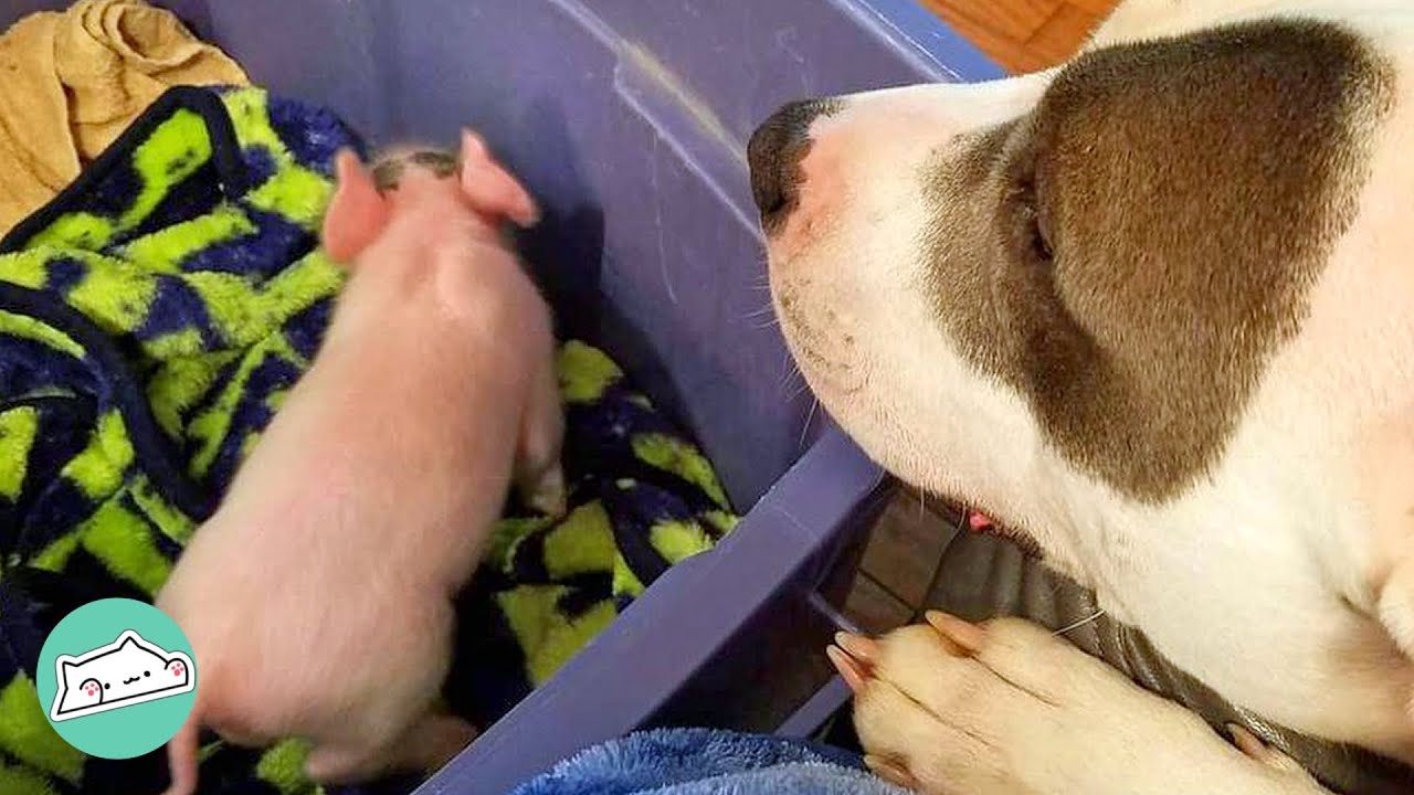 Pig Needed Extra. This Sweet Pit Bull Gave it All | Cuddle Friendship