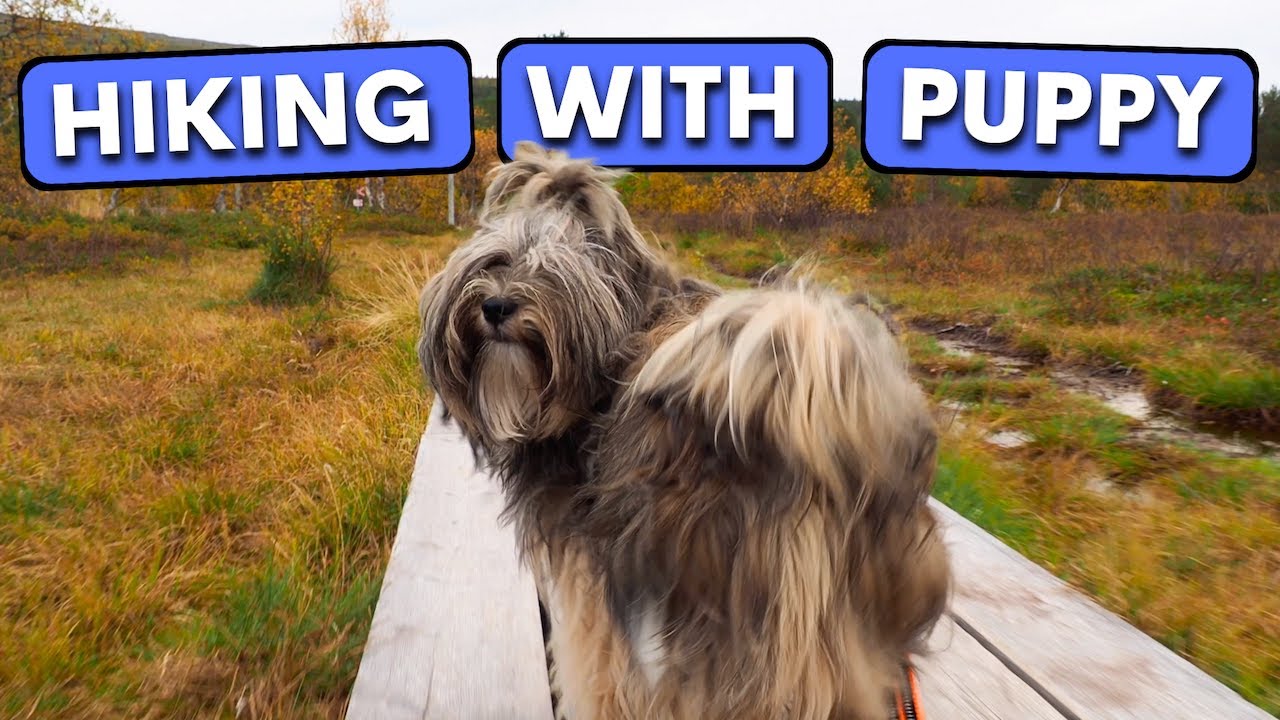 How We Planned Our Puppy's First Hiking Adventure!