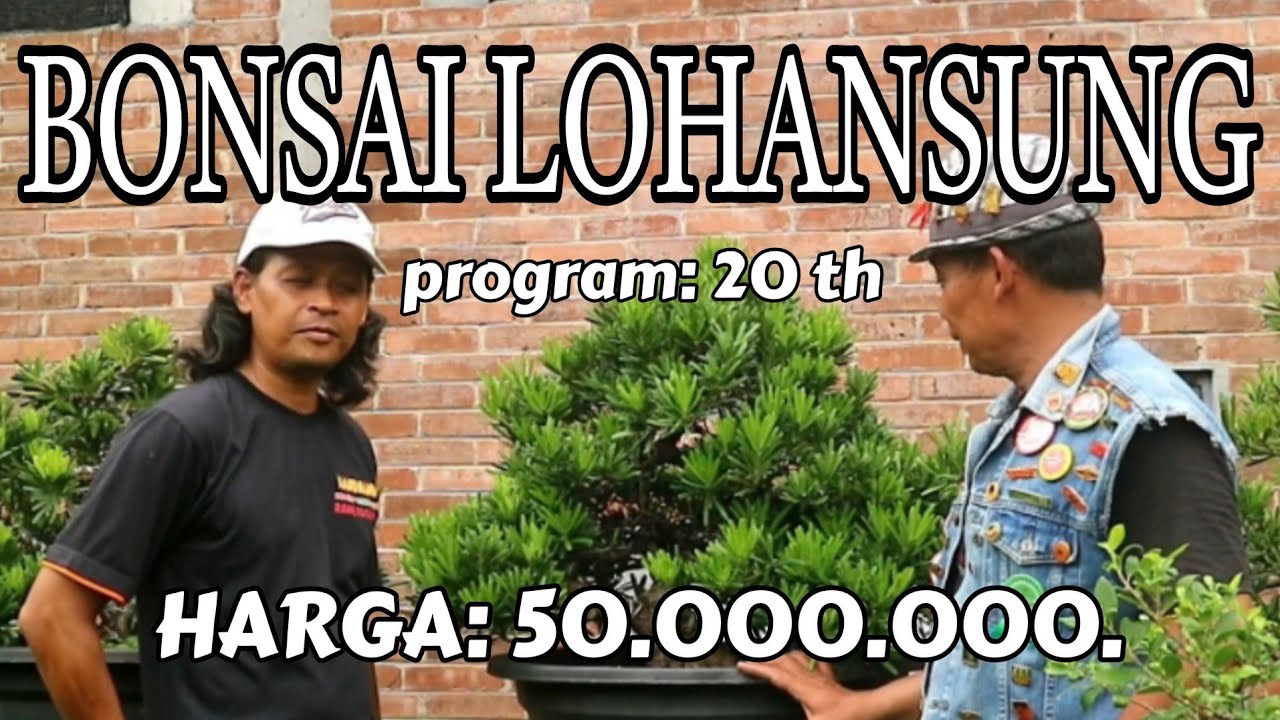 cek harga..!! & review bonsai lohansung koleksi mbah supo tyok #bonsailohansung #cekhargabonsai