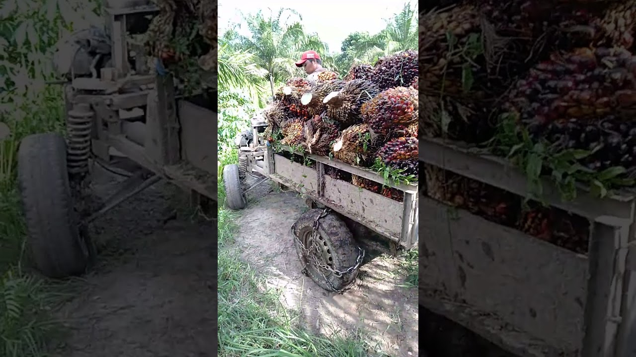 Gerobak sawit mesin Vespa