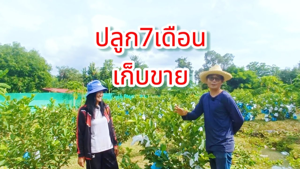 ทำงานประจำก็ทำเกษตรได้ ปลูกฝรั่งไต้หวันหลากหลายพันธุ์สร้างรายได้เสริม เจ็ดเดือนเริ่มเก็บขาย