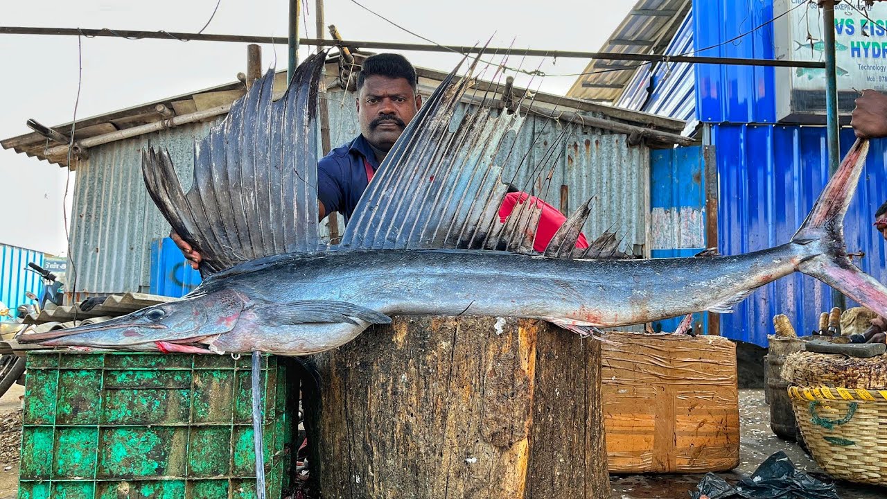 KASIMEDU 🔥 SPEED SELVAM | HUGE MAYIL KOLA FISH CUTTING VIDEO | 4K VIDEO | KM FISH CUTTING