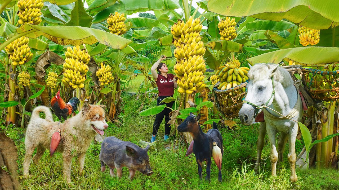 A Horse, Goat, Pig, Dog Help The Girl Harvest Banana Goes To Market Sell For Villager