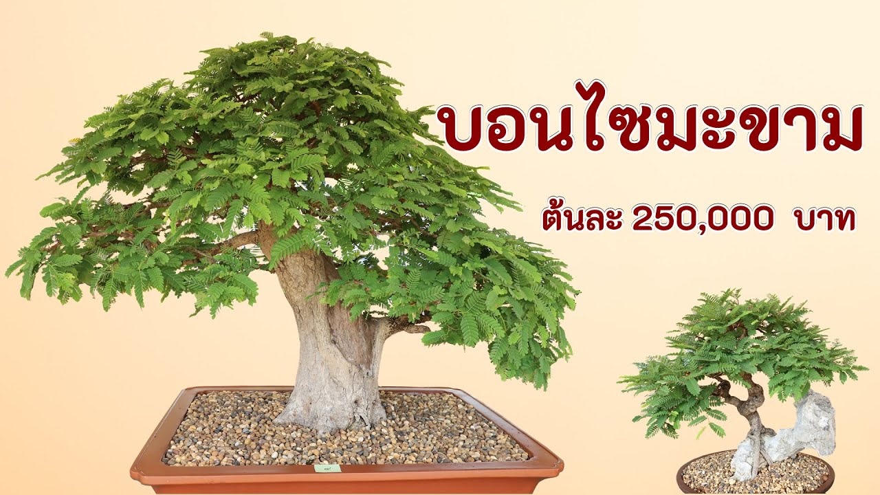 บอนไซมะขาม