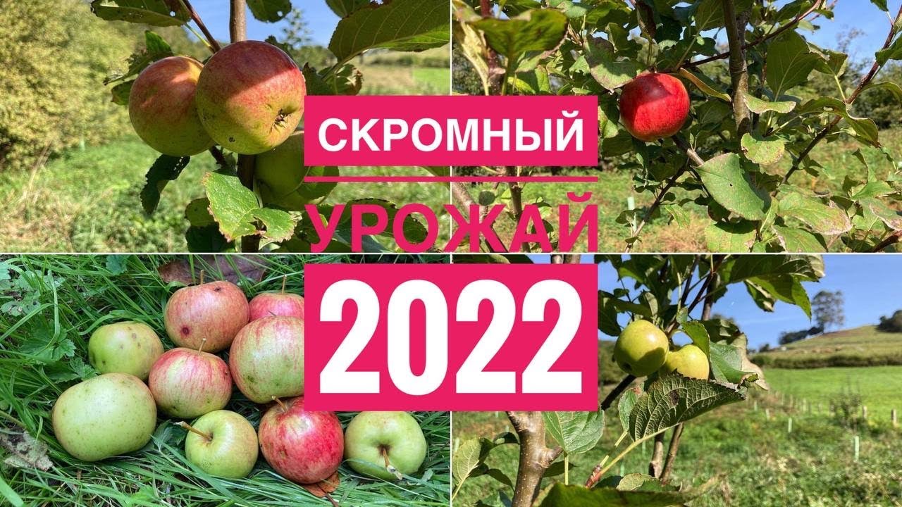 # 332 Земля В Испании. Сбор Урожая 2022. Земельный Участок В Испании. Сельское Хозяйство Испания