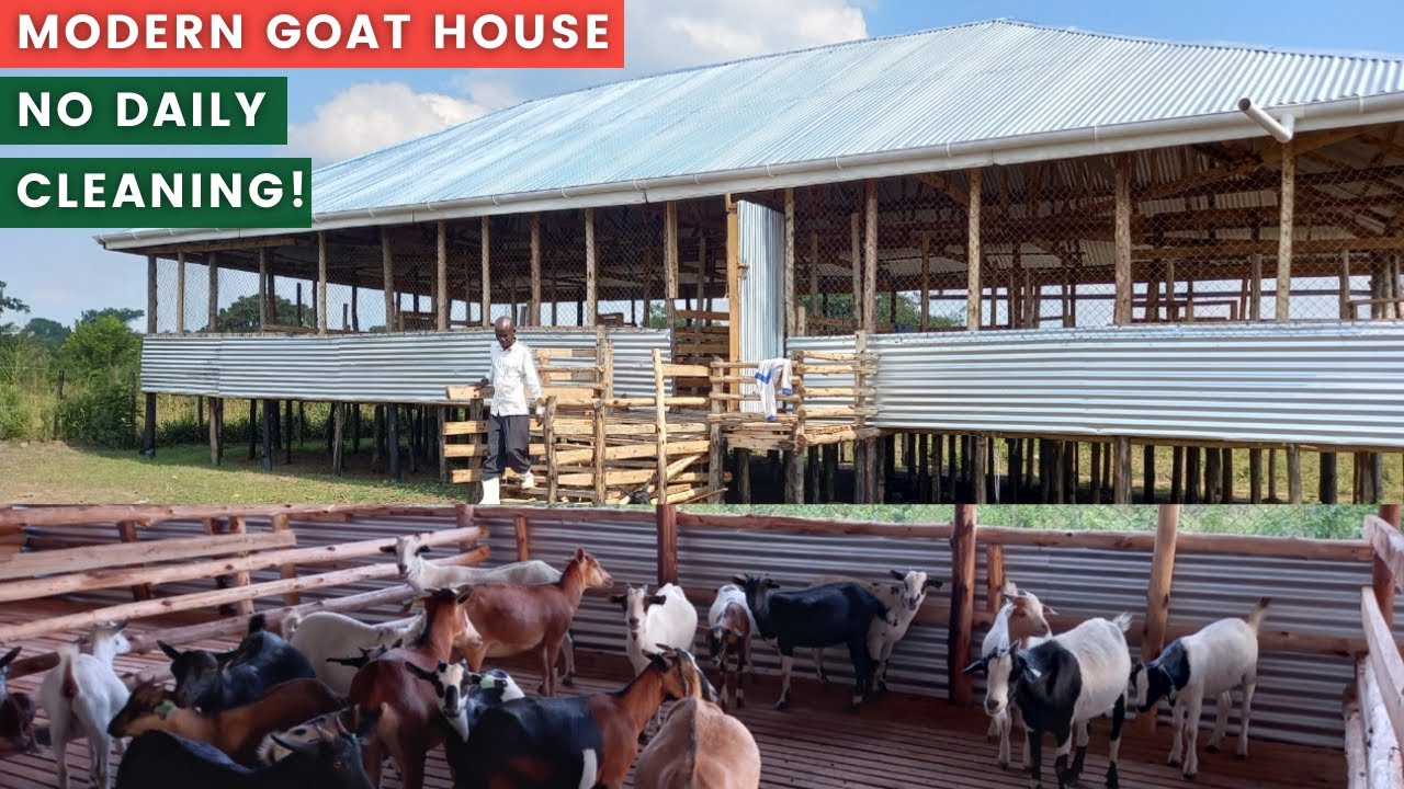 Modern GOAT HOUSE On A BUDGET ! NO DAILY CLEANING NEEDED! //#raisedhouse