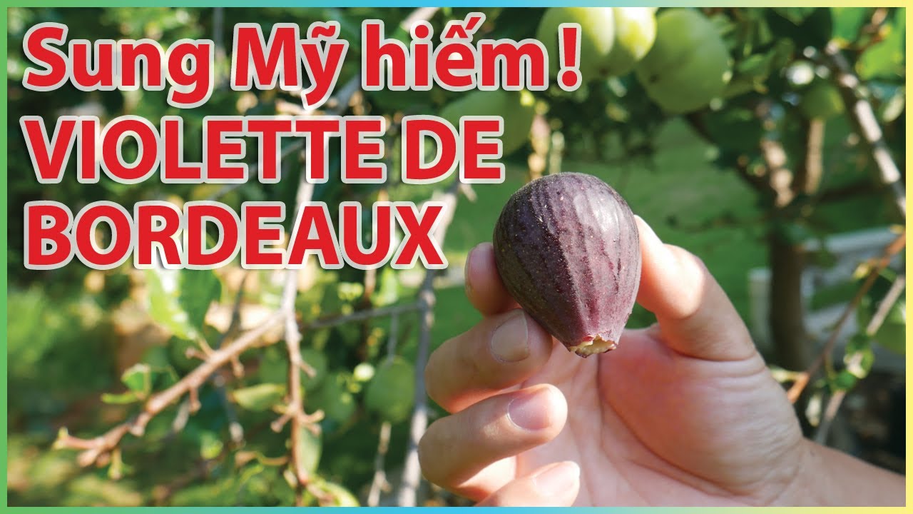 Sung Mỹ hiếm – Violette de Bordeaux