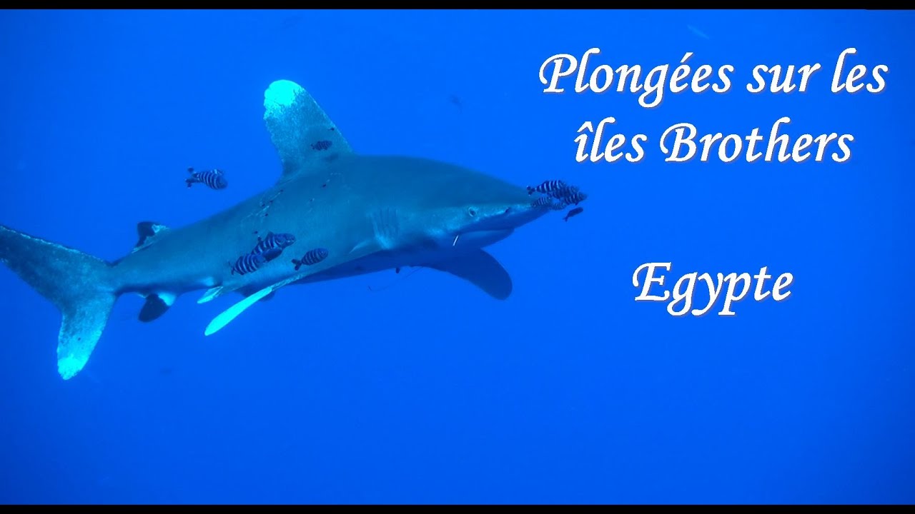 Plongées aux îles Brothers, Egypte  - 2017