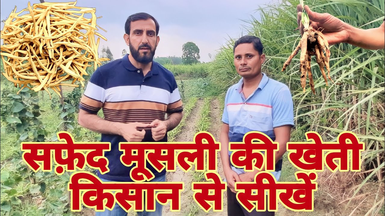 👉सफ़ेद मूसली की खेती में किसान का अनुभव ll White Musli Cultivation👈  #safedmusli #herbalplants