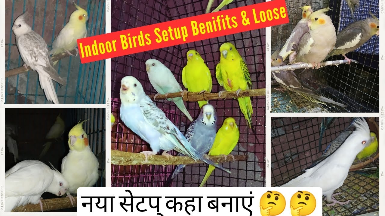 Indoor Birds Setup Benifits & Loose / बिर्ड्स का नया सेटप् कहा बनाएं 🤔🤔 indoor ya outdoor