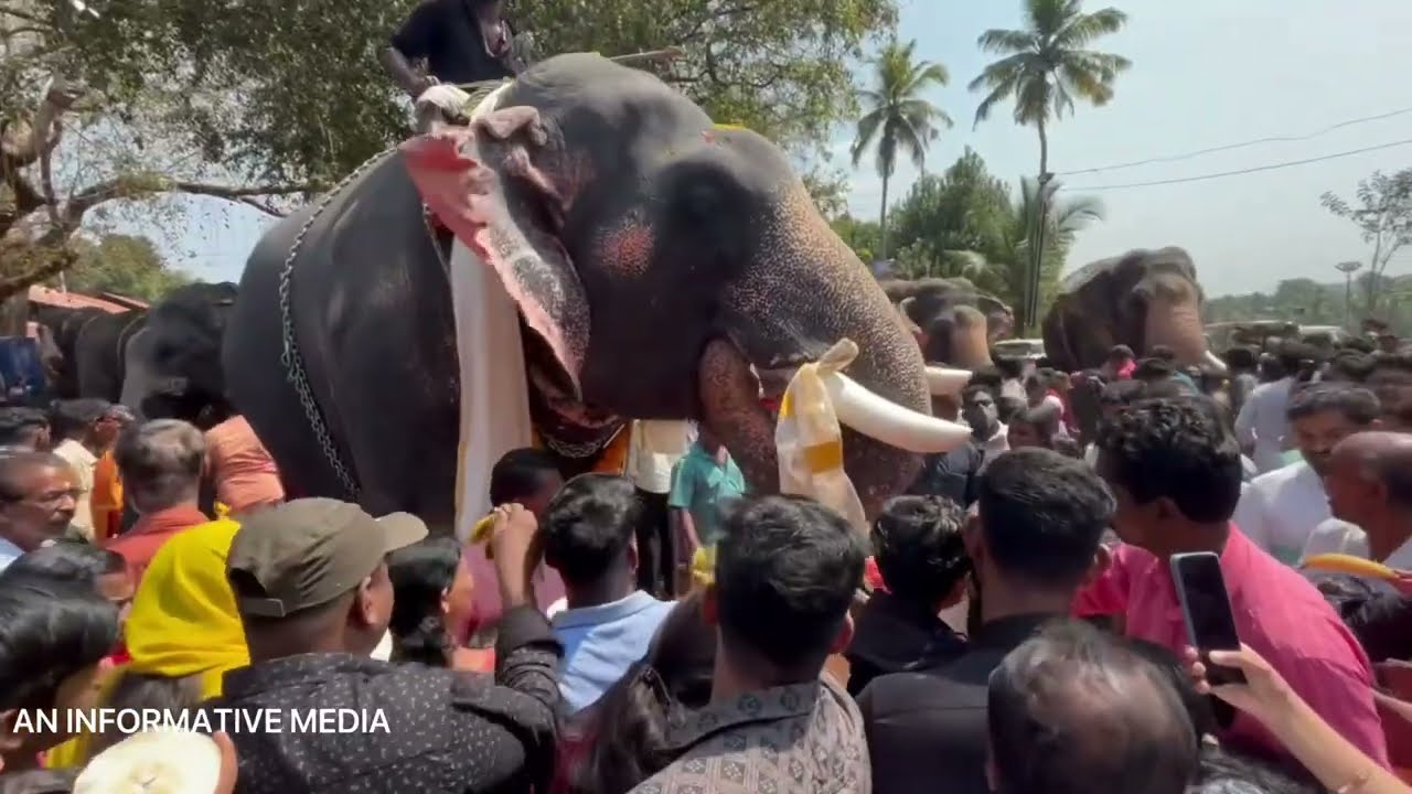 Anayadi Pooram 2025  #anayadipooram2025 #anayadi #pooram #festival #ulsavam