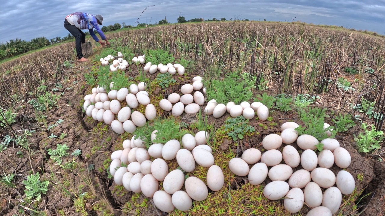 Wow - Farmer harvest a lot of duck eggs in rice field pick by skills hand