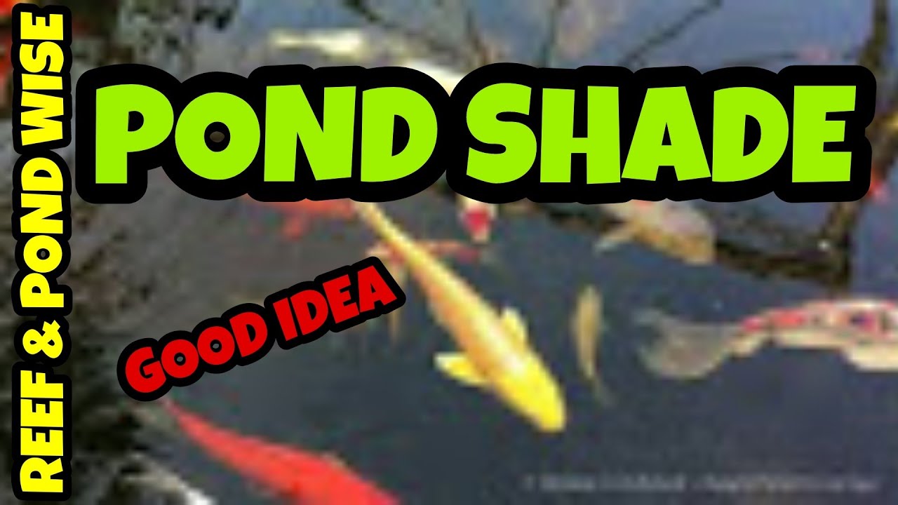 KOI pond SHADE.