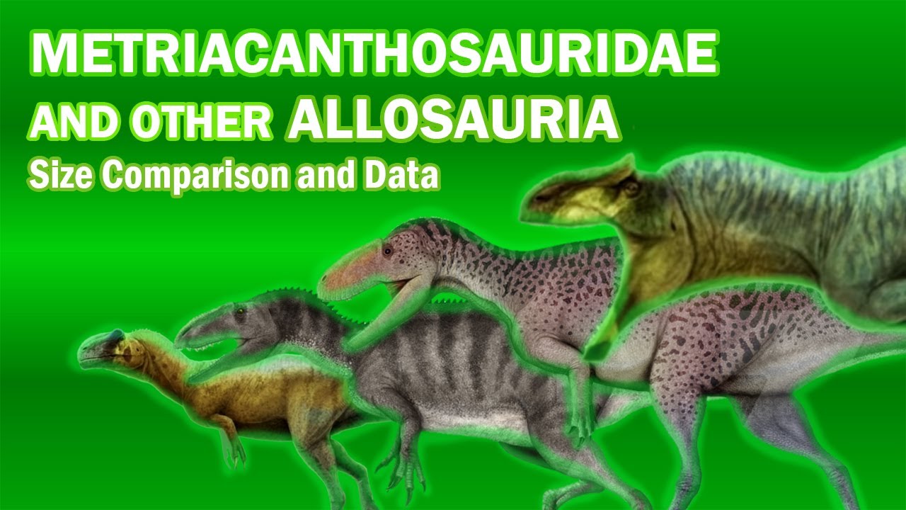 METRICANTHOSAURIDAE AND OTHER ALLOSAURIA : Dinosaurs Size Comparison and Data