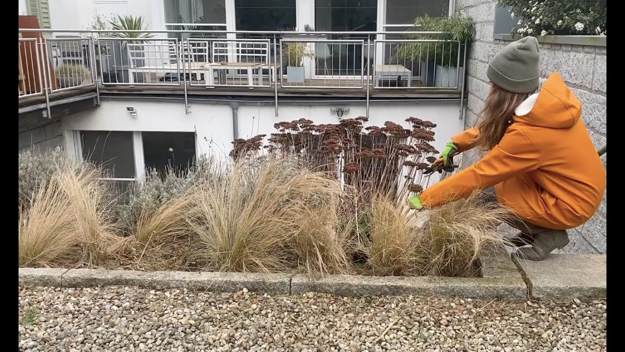 Fetthenne zurückschneiden im Frühjahr
