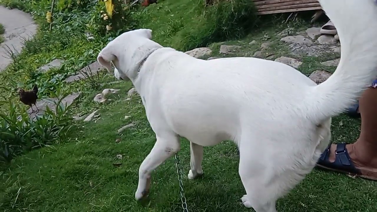 Frosty Dog namin sobrang hyper|jojekim vlogs