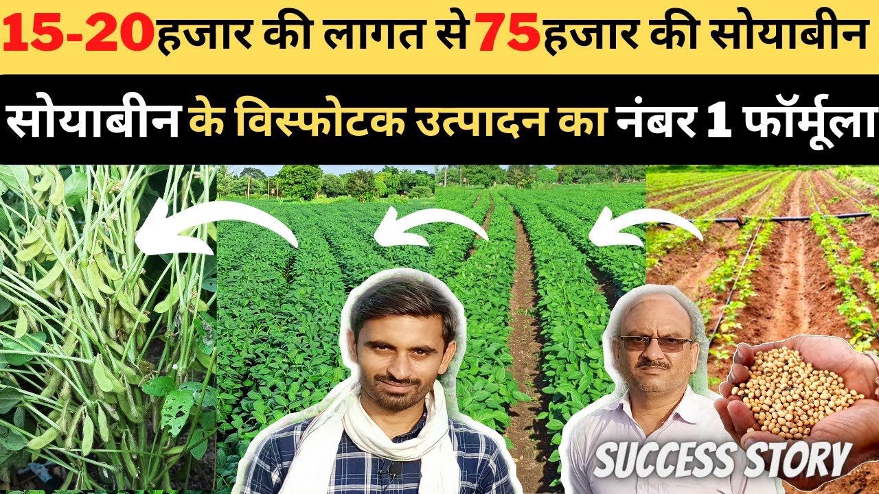 सोयाबीन 🌱15किलो बुआई, 15हजार लागत, उत्पादन भी 15क्विंटल | A to Z jankari | soyabean farming 2022