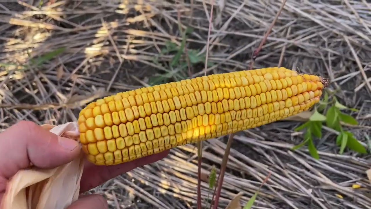 Кукурудза No till Демо ділянка 18.09