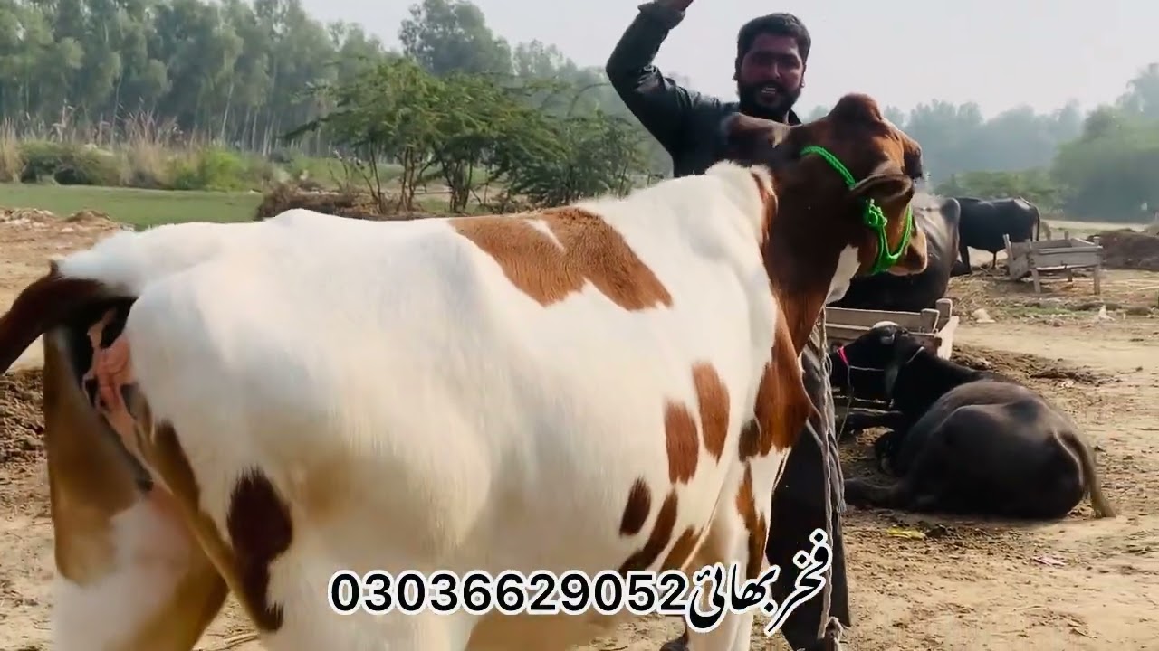 فخربھاںئ آگے اور چھا گے ڈاکٹر پاس گبھن بچھڑیاں فارسیل کال واٹسپ 03036629052لوکیشن لیہ شہر فتح پور