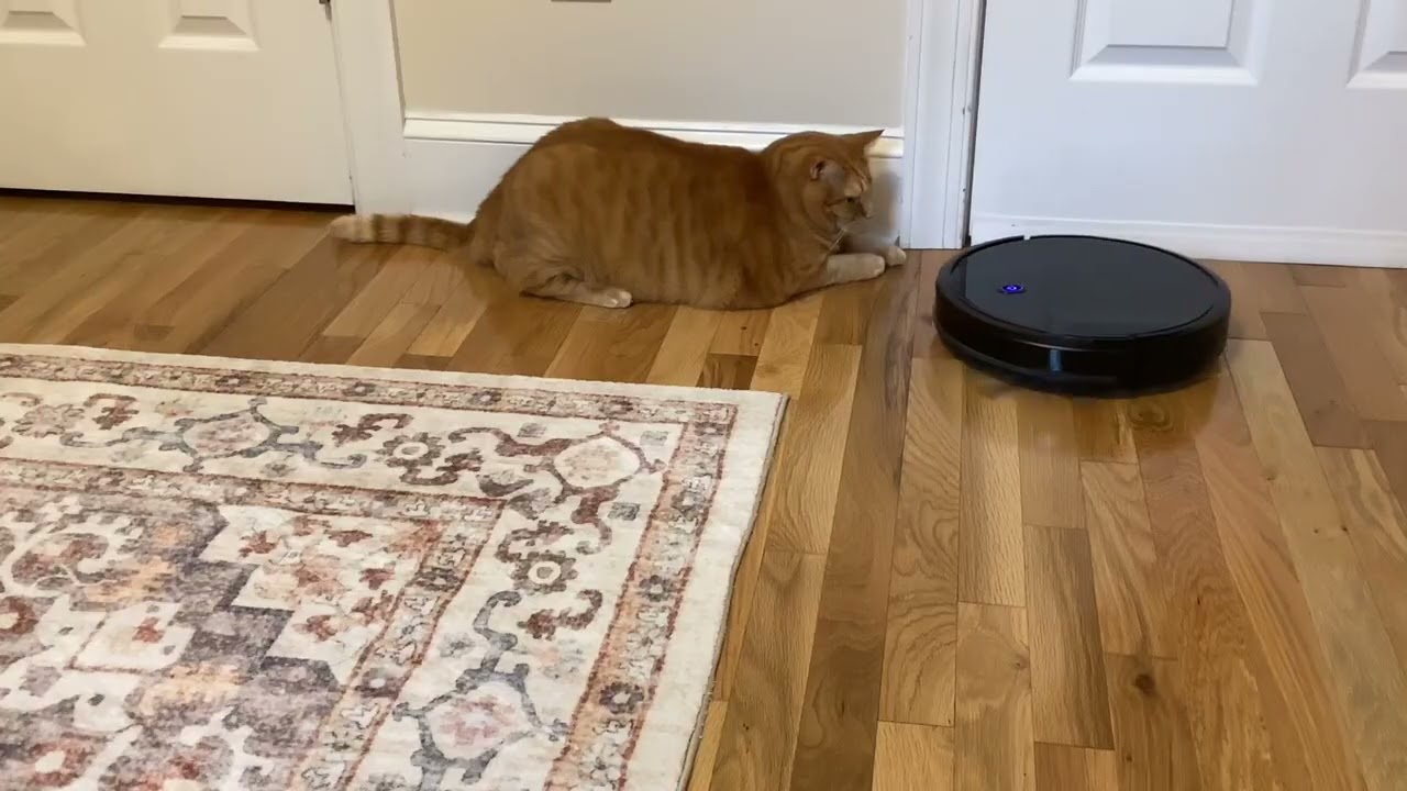 Garfield vs vacuum