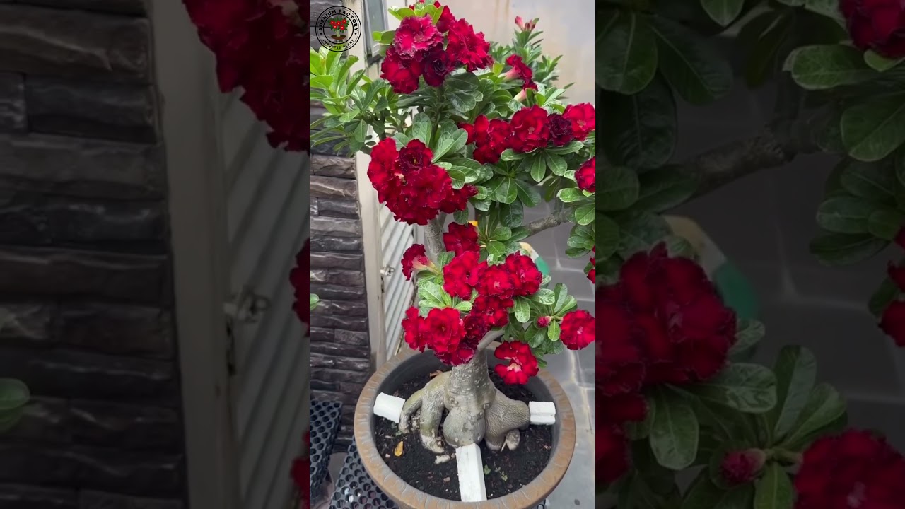 Buy Rare Imported Adenium Plant Online 🌱 