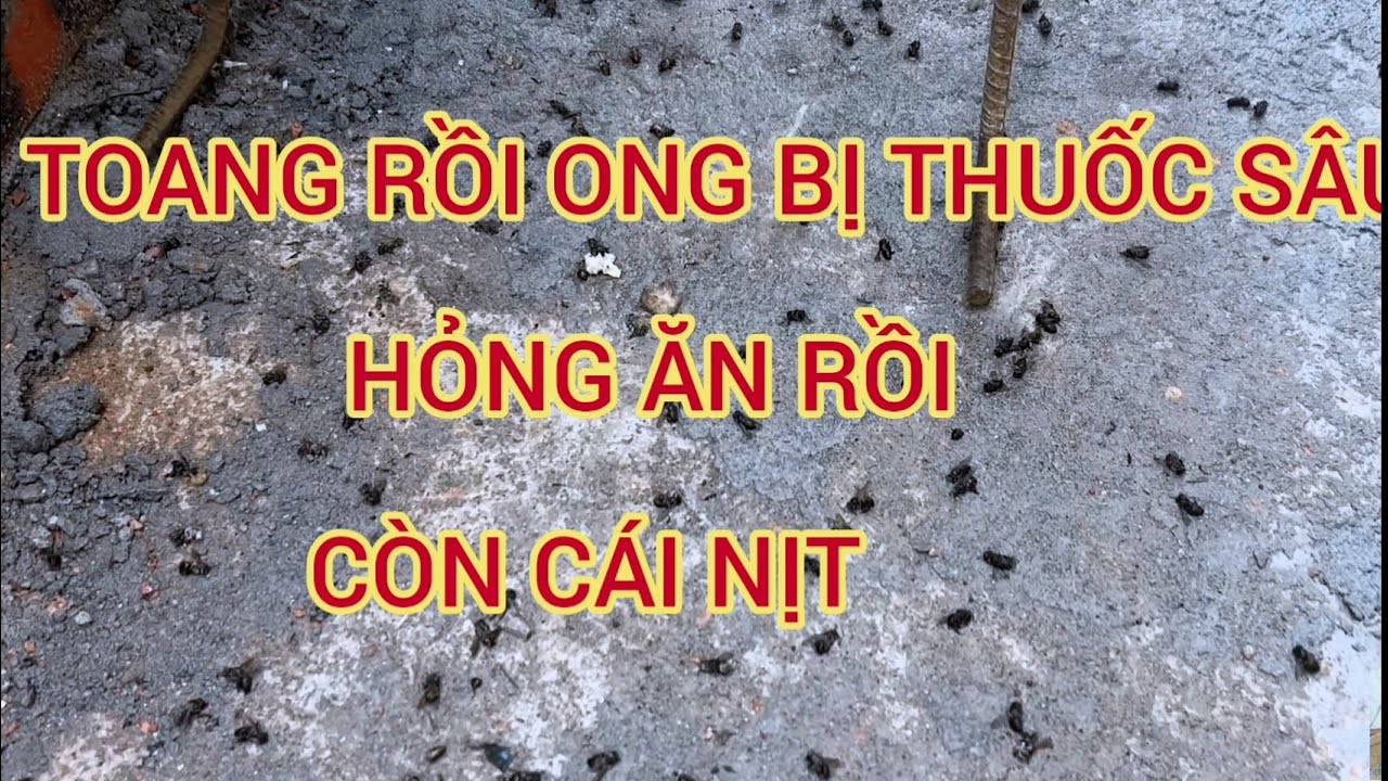 TOANG RỒI ONG BỊ THUỐC SÂU HỎNG ĂN RỒI