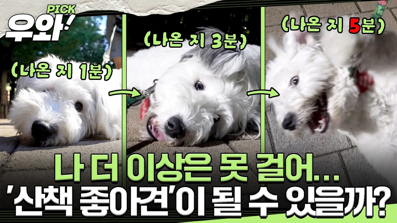 [⭐‍️#우와픽] 산책 5분 만에 드러눕기💦 산책 거부견 라리와의 산책 전쟁!🔥 #TV동물농장 #우와한비디오 #우와비