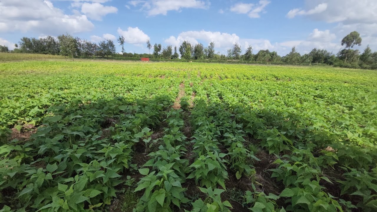 Organic Fertilizer Secrets Every Farmer Should Know + Amazing Results!