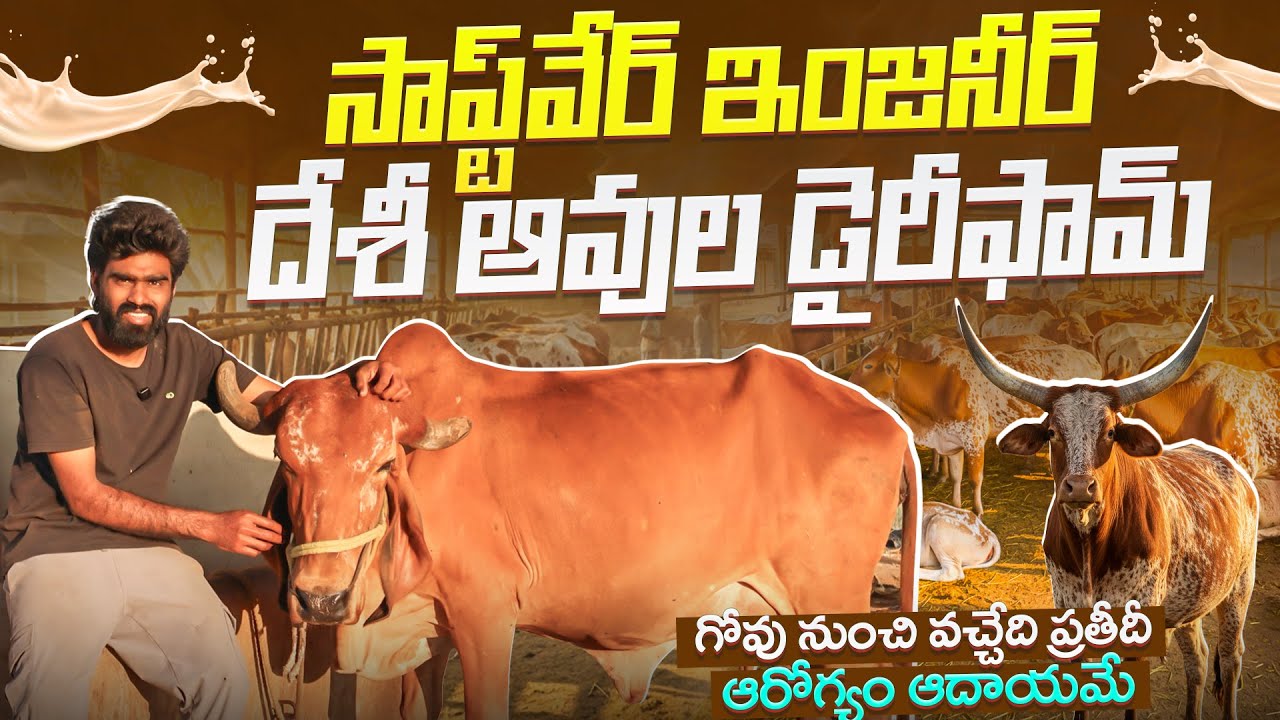 Gir cow dairy farm different products more profits | ఒక్కో ఆవుపై వేల ఆదాయం