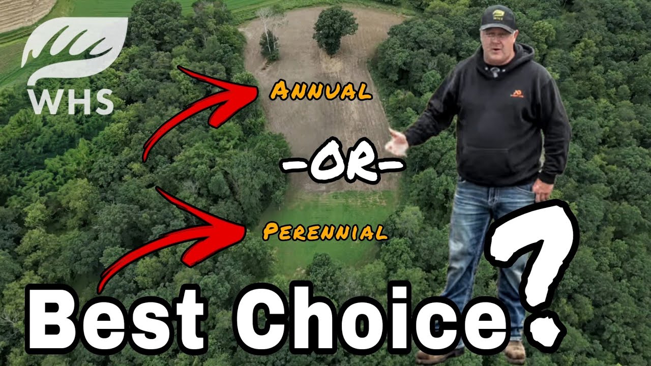 Annual Vs Perennial Food Plots