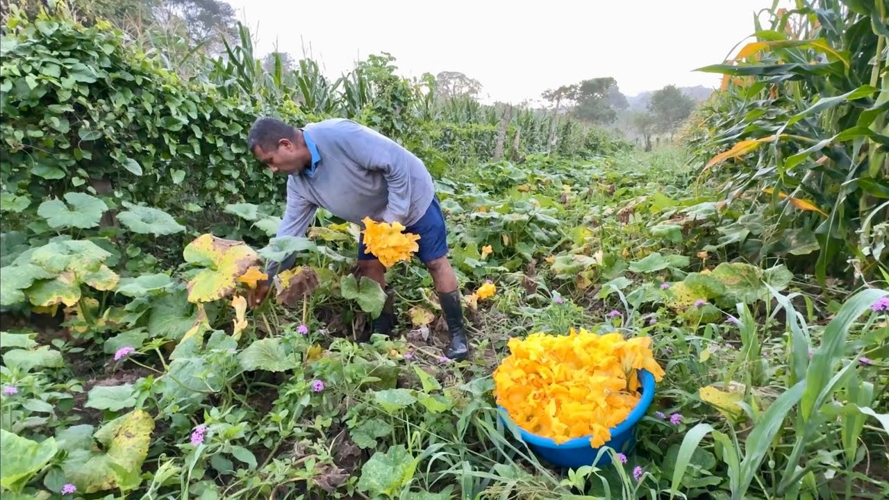 Cosecha de flor de calabaza - agricultura en Oaxaca México 