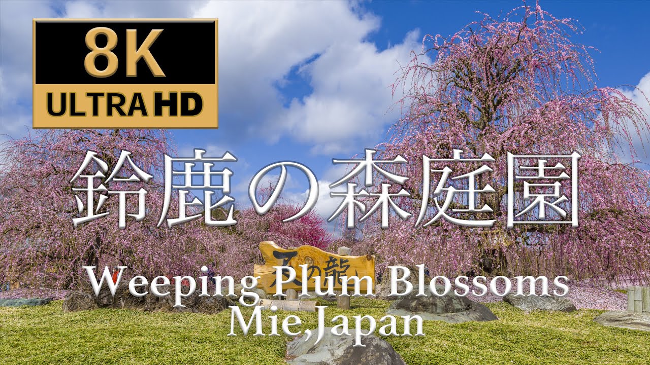 [8K60P] 絶景 鈴鹿の森庭園の枝垂れ梅 Weeping Plum Blossoms at Suzuka Forest Garden - (shot on RED)