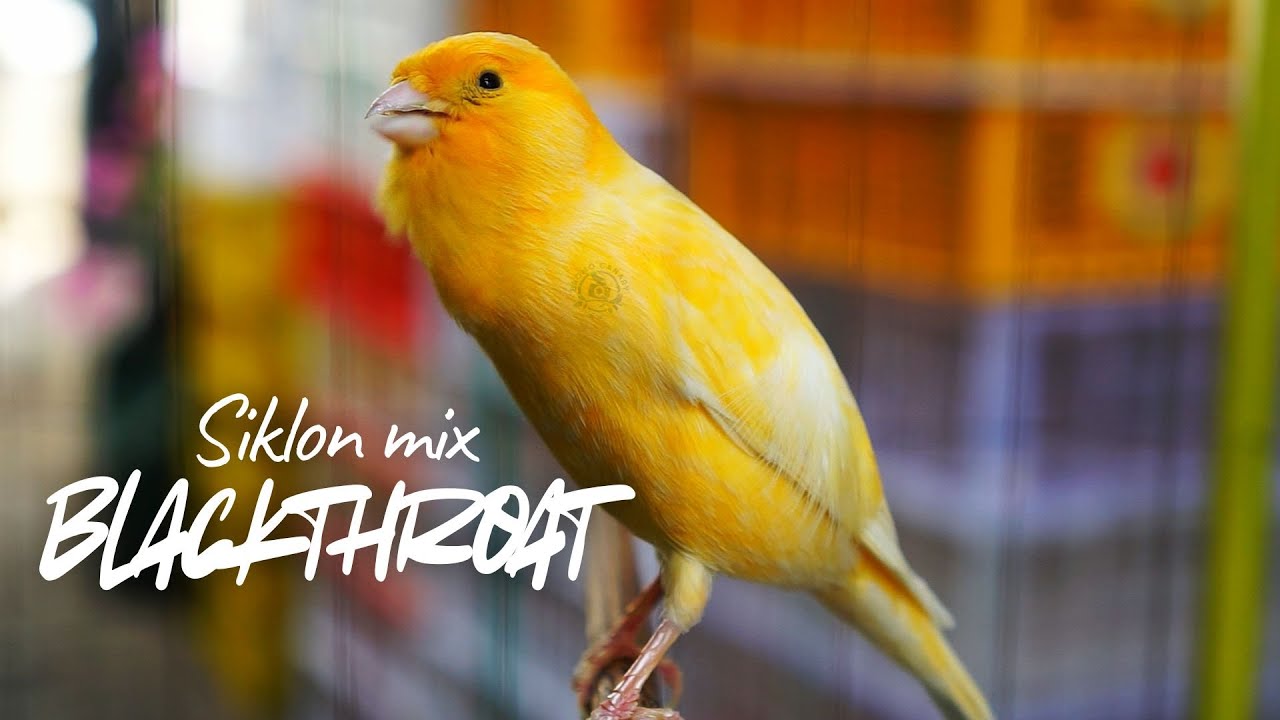 KENARI OREN GACOR ISIAN MEWAH! MASTERAN KENARI ISIAN BLACKTHROAT dan SIKLON GACOR CENGKOK MEWAH