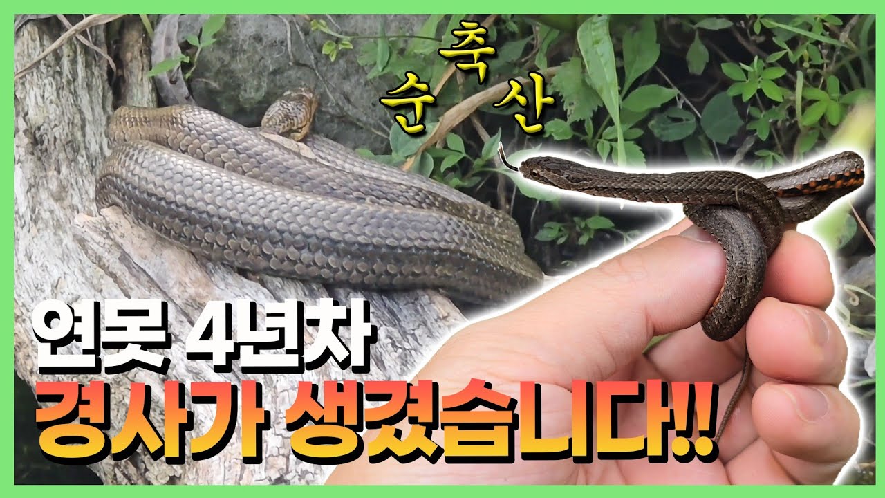 연못을 만든지 4년..뱀이 