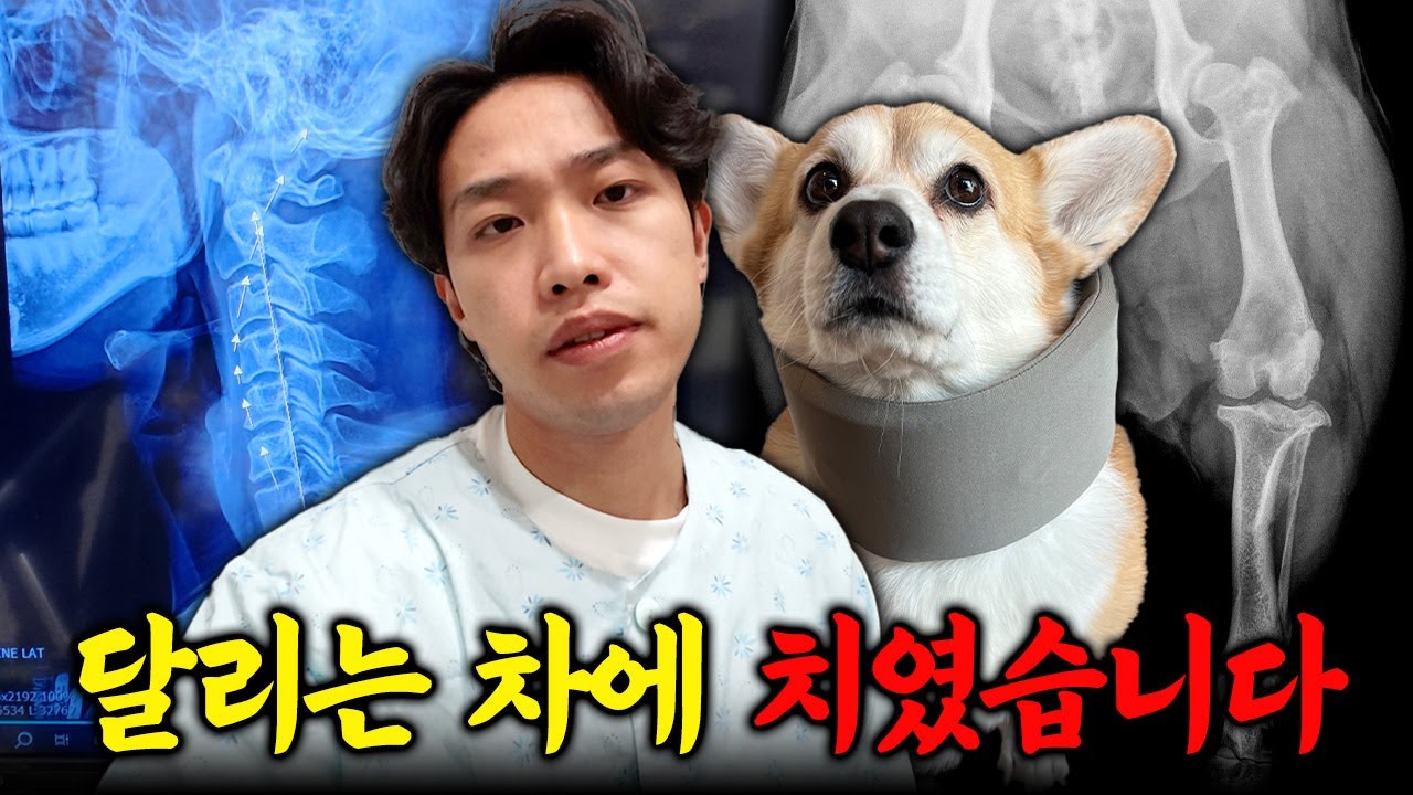 강아지랑 달려오는 차에 치였습니다