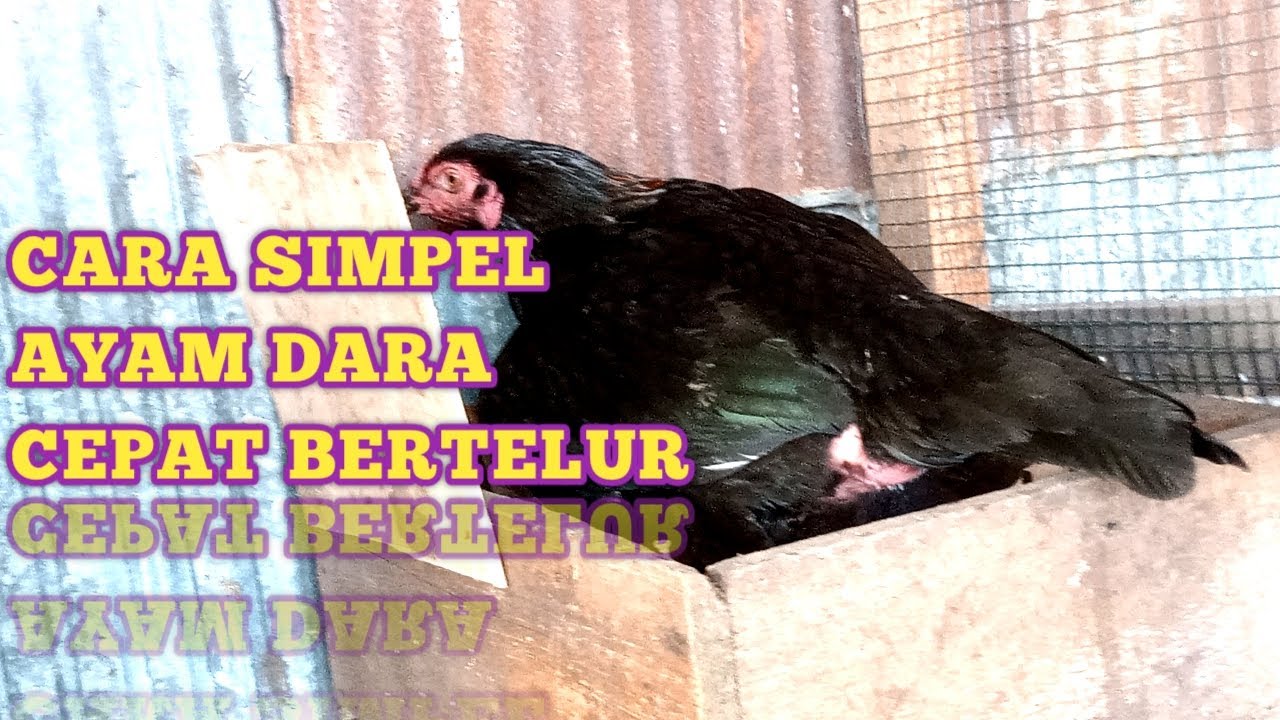 CARA SIMPEL !! AYAM DARA CEPAT BERTELUR